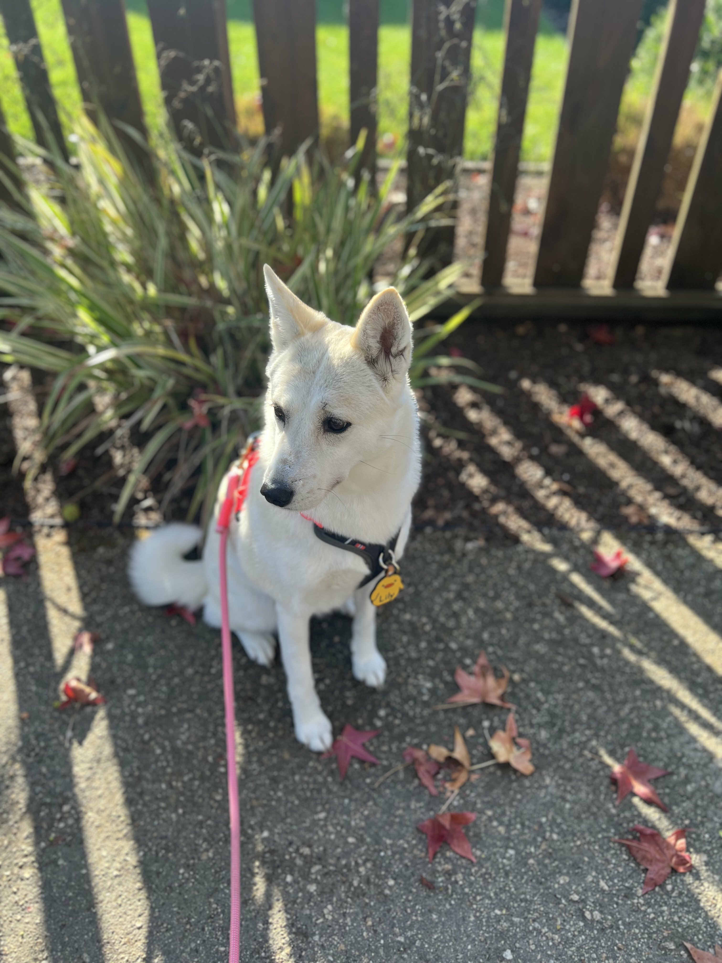 Lily the Jindo